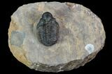 Bubble Nose Actinopeltis Trilobite - Rare Species #106849-3